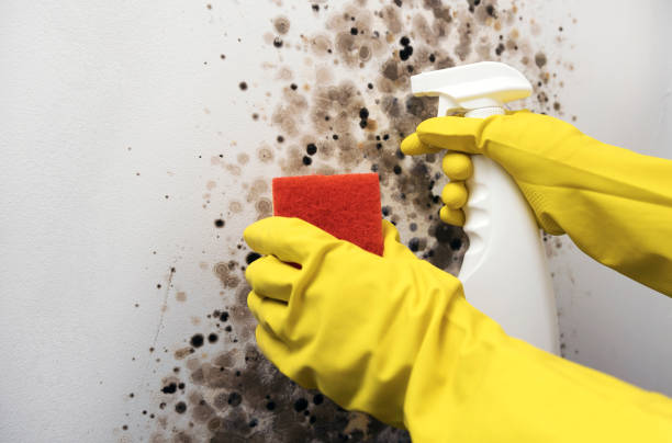 Best Mold Remediation for Schools in Pojoaque, NM