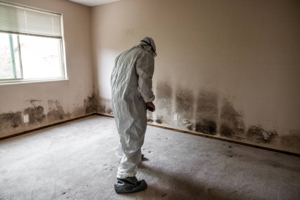 Best Mold Remediation for Specific Building Types in Pojoaque, NM