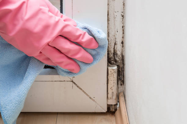 Best White Mold Remediation in Pojoaque, NM