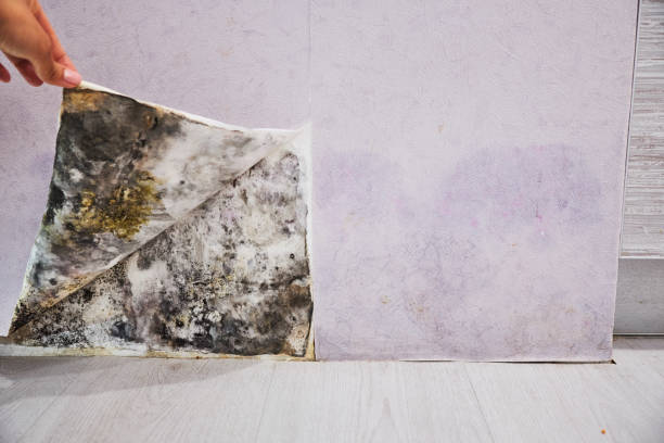 Best Basement Mold Remediation in Pojoaque, NM